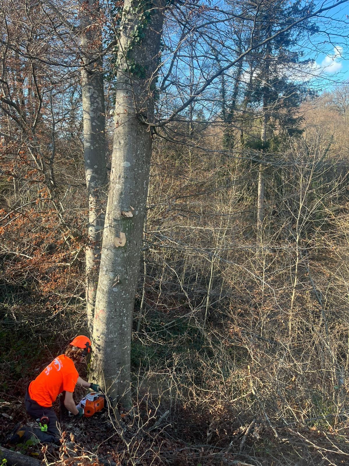 Travaux forestiers Frédéric Staehli